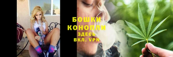 сатива Новозыбков