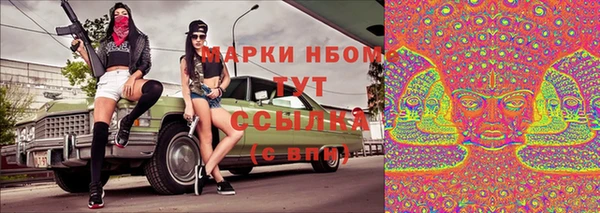 сатива Новозыбков