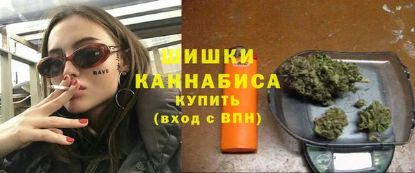 сатива Новозыбков